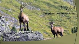  Presentation with going green - PPT layouts consisting of mountain goats on green mountain background and a seafoam green colored foreground