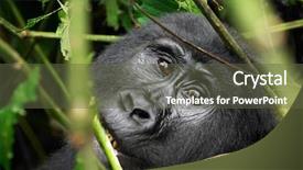  Presentation with uganda - PPT layouts having mountain gorilla in tropical forest background and a tawny brown colored foreground