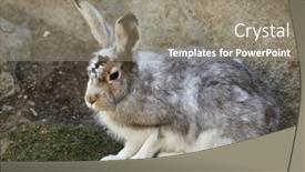  Presentation with mountain - Audience pleasing presentation design consisting of mountain-hare-lepus-timidus backdrop and a gray colored foreground