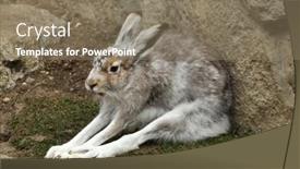  Presentation with mountain - Beautiful PPT theme featuring mountain-hare-lepus-timidus backdrop and a coral colored foreground