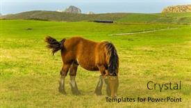  Presentation with cultural - Presentation design with mountain-horses-of-the-basque background and a gold colored foreground