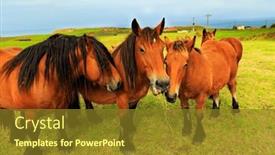  Presentation with horses - Slide deck having mountain-horses-of-the-basque background and a  colored foreground