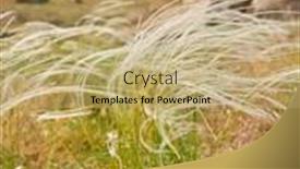  Presentation with feather - PPT theme enhanced with mountain-landscape-with-beautiful-blooming background and a coral colored foreground