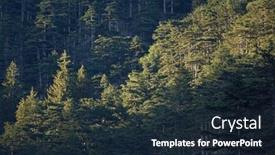  Presentation with pine trees - 