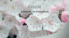  Presentation with flower - Amazing presentation theme having mountain-laurel-flower-close-up backdrop and a light gray colored foreground