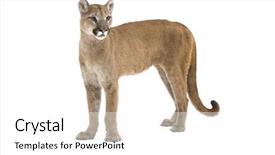  Presentation with lion - Cool new PPT theme with cougar - mountain lion standing upright isolated backdrop and a lemonade colored foreground