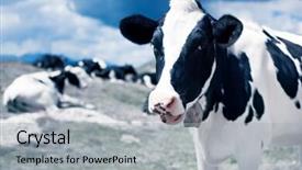  Presentation with bright white - Slide deck having mountain meadow bright white color background and a  colored foreground