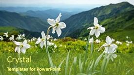  Presentation with narcissus - Amazing presentation theme having mountain-meadow-covered-with-white backdrop and a tawny brown colored foreground