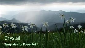  Presentation with narcissus - Presentation theme having mountain-meadow-covered-with-white background and a tawny brown colored foreground