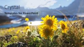  Presentation with meadow - Slides enhanced with mountain-meadow-in-sunny-day background and a  colored foreground