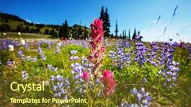  Presentation with meadow - Presentation theme enhanced with mountain meadow in sunny day background and a  colored foreground