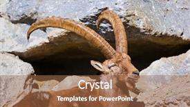  Presentation with zoo - Presentation enhanced with mountain sheep - alpine ibex - zoo background and a tawny brown colored foreground