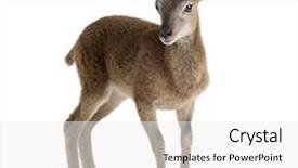  Presentation with sheep - Slides featuring mountain sheep of the alps in front of a white background background and a white colored foreground