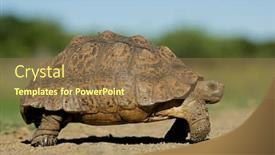  Presentation with tortoise - Theme having mountain tortoise geochelone pardalis in natural environment south africa background and a tawny brown colored foreground
