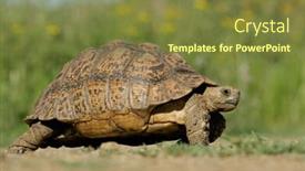  Presentation with tortoise - PPT theme consisting of mountain tortoise geochelone pardalis in natural environment south africa background and a tawny brown colored foreground