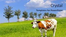  Presentation with cow - Theme with  background and a  colored foreground.