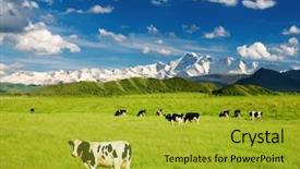  Presentation with grazing - Audience pleasing presentation consisting of mountain village - landscape with grazing calves backdrop and a gold colored foreground