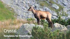  Presentation with k2 mountain movement - Theme with mountain wild goat on stone background and a  colored foreground