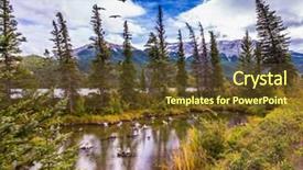  Presentation with birds - Audience pleasing theme consisting of  backdrop and a  colored foreground