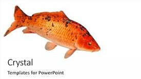  Presentation with koi fish - Amazing PPT theme having mounted koi carp isolated backdrop and a white colored foreground