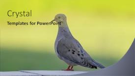  Presentation with mourning - Slides having mourning-dove-bird-perched background and a yellow colored foreground