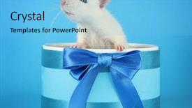  Presentation with funny animal - Presentation design with mouse animal - funny little rat in gift background and a  colored foreground