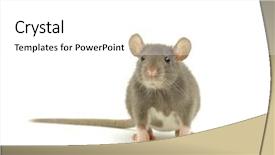  Presentation with rat - PPT theme consisting of mouse animal - funny rat background and a white colored foreground