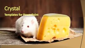  Presentation with pet - Audience pleasing slide set consisting of mouse animal - pet rat with a large backdrop and a tawny brown colored foreground
