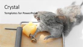  Presentation with maze mouse - Colorful slide set enhanced with mouse caught in snap trap backdrop and a white colored foreground