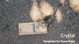 Presentation with outdoors - PPT theme enhanced with mouse caught in snap trap background and a gray colored foreground