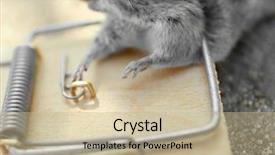  Presentation with outdoors - Presentation design featuring mouse caught in snap trap background and a mint green colored foreground