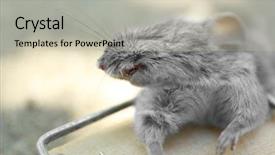  Presentation with dead egret birds lying - Slide deck featuring mouse caught in snap trap background and a soft green colored foreground