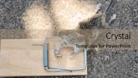  Presentation with mouse in a lab - PPT layouts consisting of mouse caught in snap trap background and a coral colored foreground