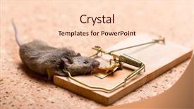  Presentation with rat - PPT layouts consisting of mouse in the mouse trap background and a lemonade colored foreground
