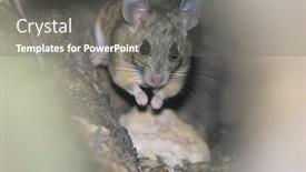  Presentation with woodland - Presentation theme enhanced with mouse-in-woodland background and a gray colored foreground