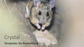  Presentation with woodland - Audience pleasing presentation theme consisting of mouse in woodland backdrop and a light gray colored foreground