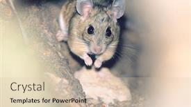  Presentation with woodland - PPT theme enhanced with mouse in woodland background and a soft green colored foreground