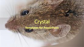  Presentation with brown sugar isolated on white - Beautiful slides featuring mouse isolated on white background backdrop and a tawny brown colored foreground