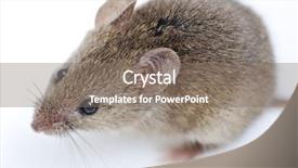  Presentation with laboratory mouse - PPT theme featuring mouse isolated on white background background and a gray colored foreground