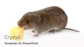  Presentation with white cheese - PPT layouts enhanced with mouse-isolated-on-white-background background and a white colored foreground