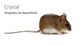  Presentation with background - PPT theme with mouse-isolated-on-white-background background and a white colored foreground