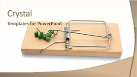  Presentation with white rat - Colorful presentation theme enhanced with mouse trap with rat poison backdrop and a  colored foreground