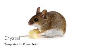  Presentation with white cheese - Slide set having mouse-with-cheese-isolated background and a white colored foreground