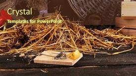  Presentation with barn - Colorful PPT theme enhanced with mousetrap with a piece of cheese in barn on wooden background backdrop and a tawny brown colored foreground