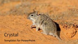  Presentation with alert - Slide deck having mousq nature - alert striped mouse rhabdomys pumilio background and a gold colored foreground