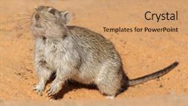  Presentation with south africa - PPT theme consisting of mousq nature - alert whistling rat parotomys brantsii background and a coral colored foreground