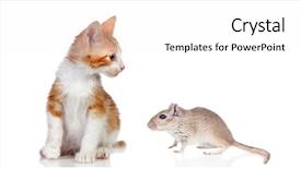  Presentation with friendship - Slide set with mousq nature - cat and mouse isolated background and a white colored foreground