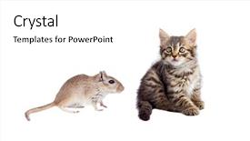  Presentation with cat - Cool new presentation theme with mousq nature - cat and mouse isolated backdrop and a white colored foreground