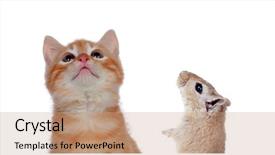  Presentation with cat - PPT layouts having mousq nature - cat and mouse looking up background and a coral colored foreground