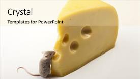  Presentation with cheese - Theme with mousq nature - close up on little mouse background and a lemonade colored foreground